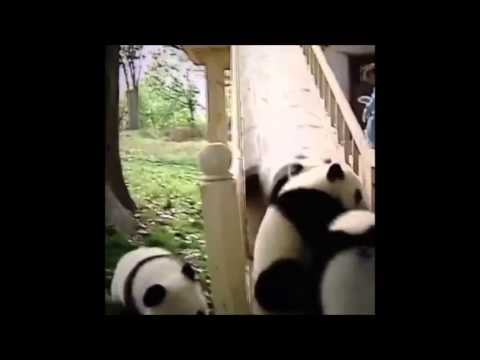 The Best Vines 2013 - The best 3 minutes of your year